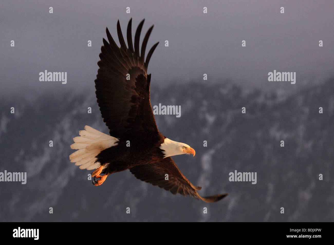 Bald Eagle (Haliaeetus leucocephalus). Adult in flight Stock Photo - Alamy