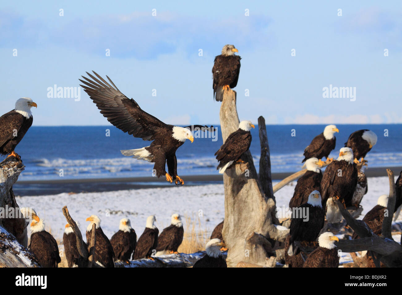 Bald eagles flock sitting on tree trunk / Haliaeetus leucocephalus