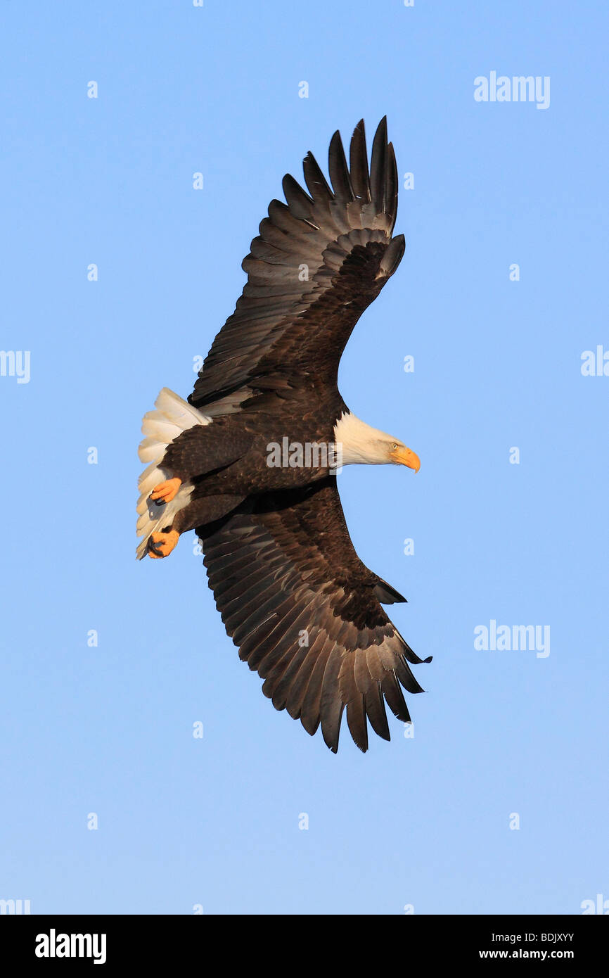 Bald Eagle (Haliaeetus leucocephalus). Adult in flight Stock Photo - Alamy