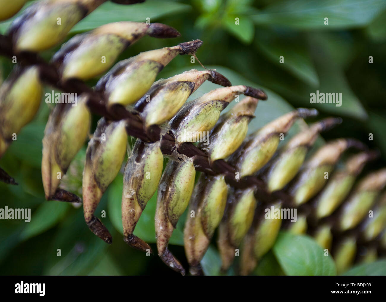 Giant Vriesea seeds - Vriesea imperialis - Bromeliad Family, Bromeliaceae Brazil Stock Photo