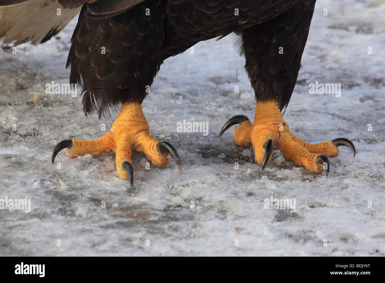 Bald eagle - claws / Haliaeetus leucocephalus Stock Photo - Alamy