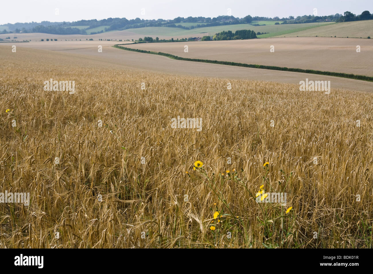 English countryside view of wheatfields  south of England farmland Stock Photo