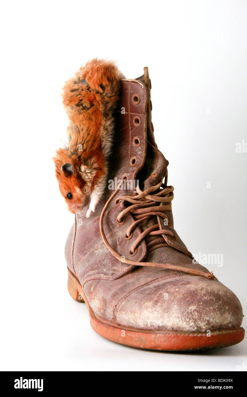 Cutout of a hamster climbing down an old military boot on white background Stock Photo