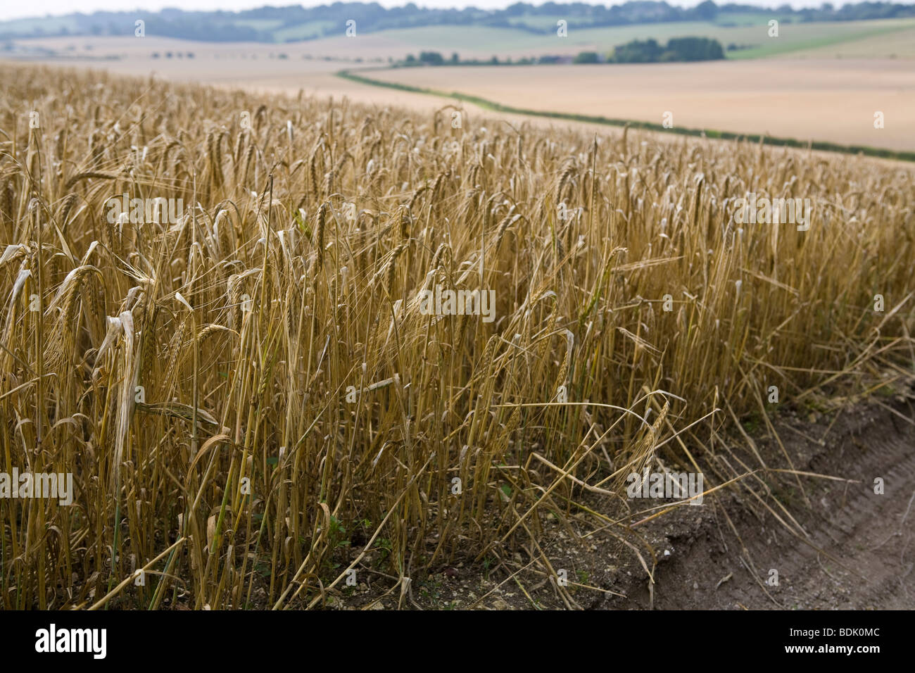 English countryside view of wheatfields  south of England farmland Stock Photo