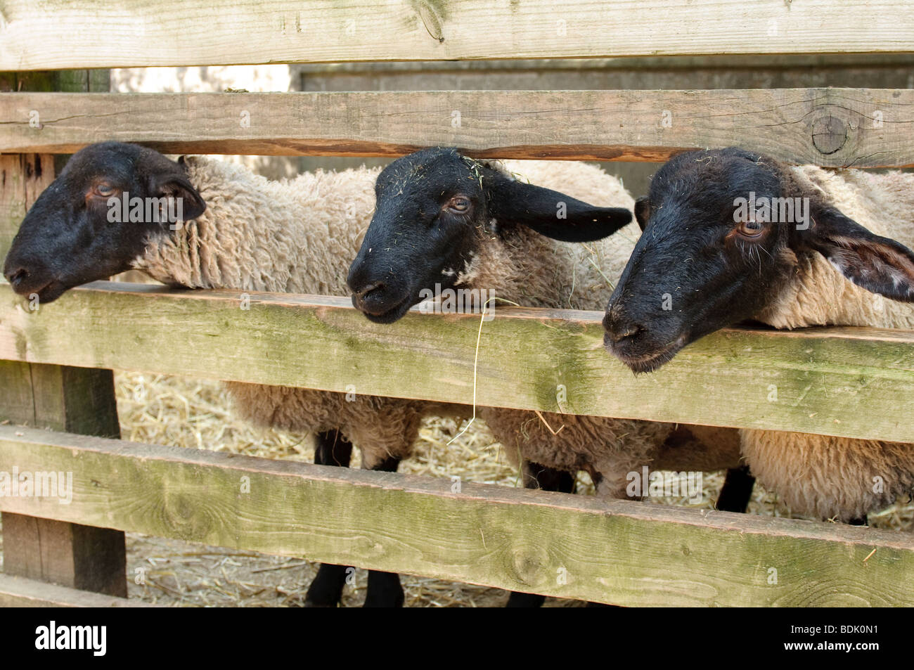 Sheep at Stonehurst Farm Stock Photo Alamy