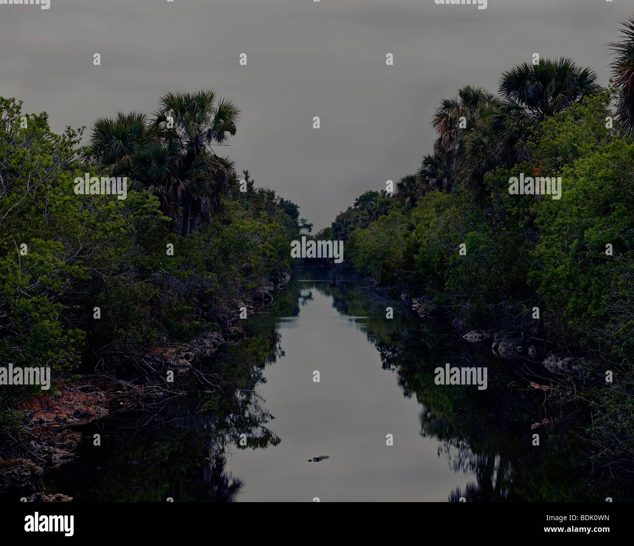 Crocodile swims at dusk in the Everglades, Florida Stock Photo