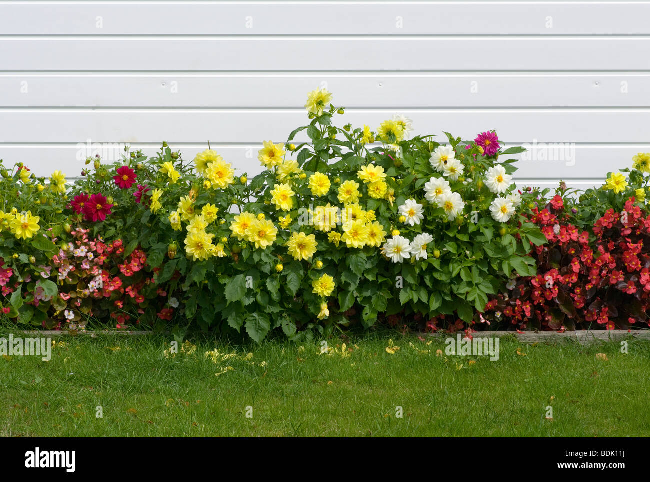 Bedding begonias hires stock photography and images Alamy