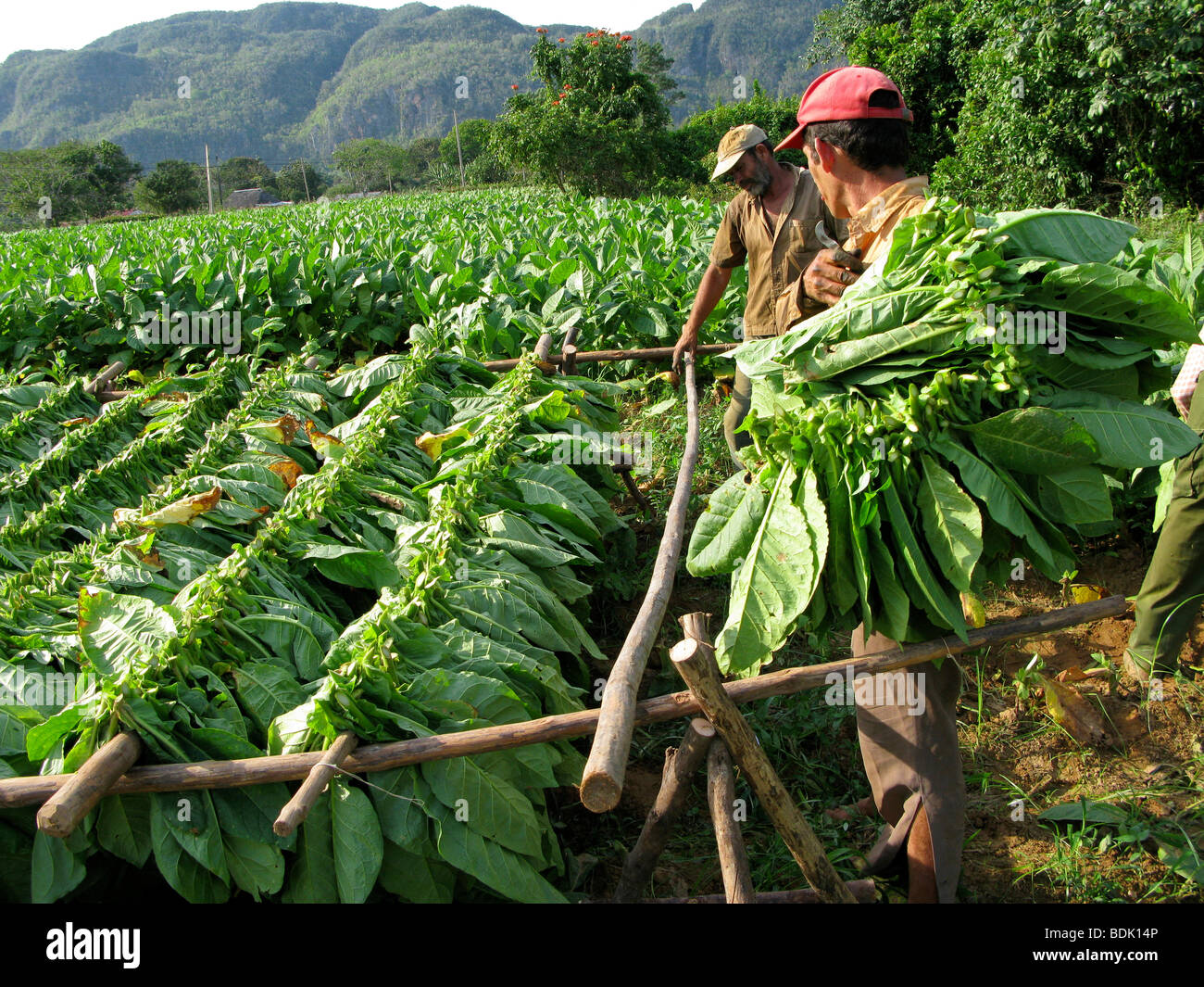 Harvesting tobacco leaves for cigar production at Pinar del Rio. Cuba