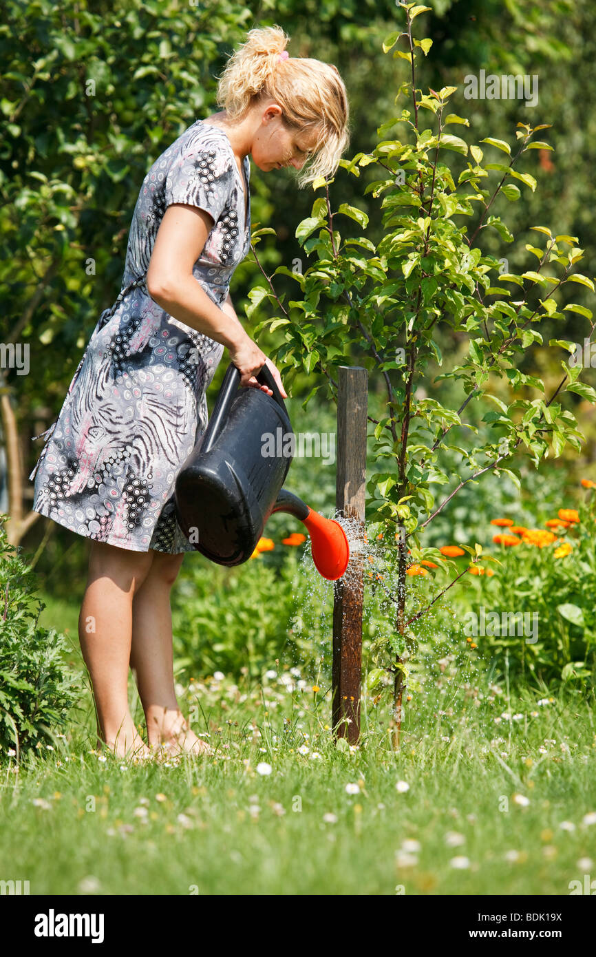 Woman watering apple tree with watering pot Stock Photo Alamy