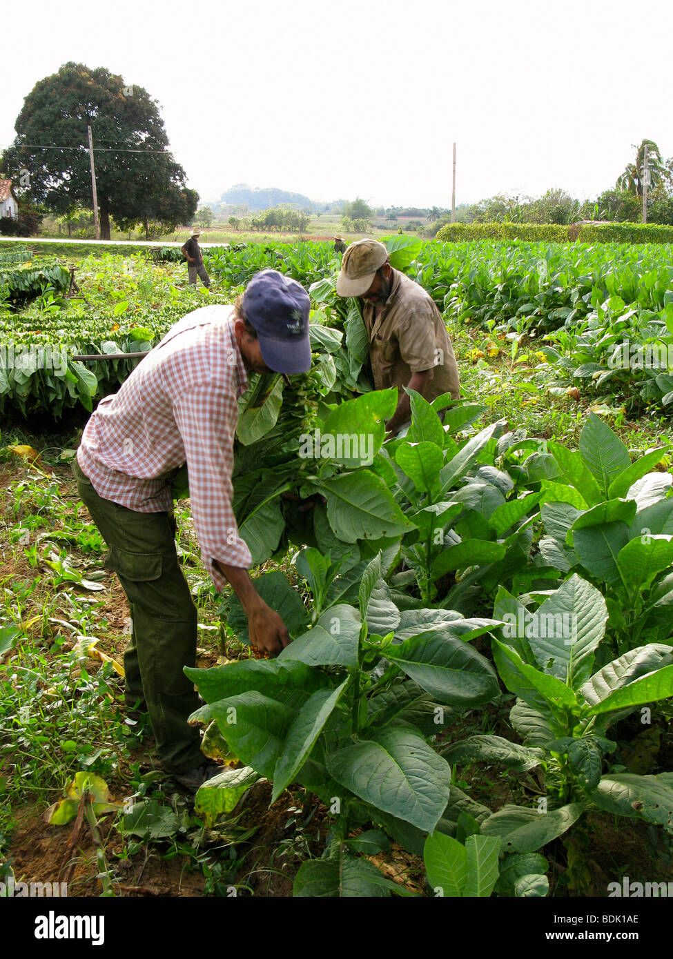 Harvesting tobacco leaves for cigar production at Pinar del Rio. Cuba Stock  Photo