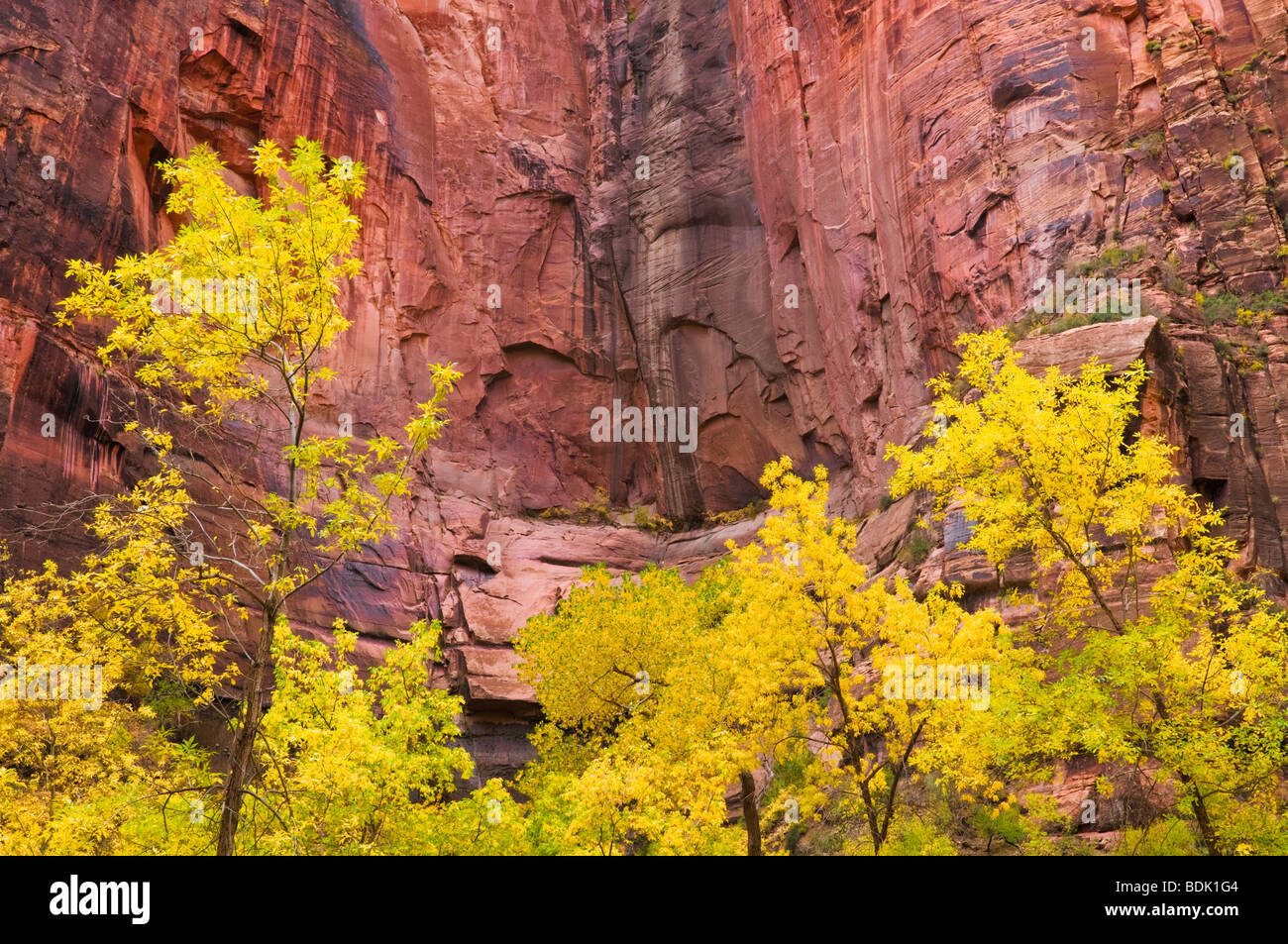 Fall color and red sandstone cliff at the Temple of Sinawava, Zion