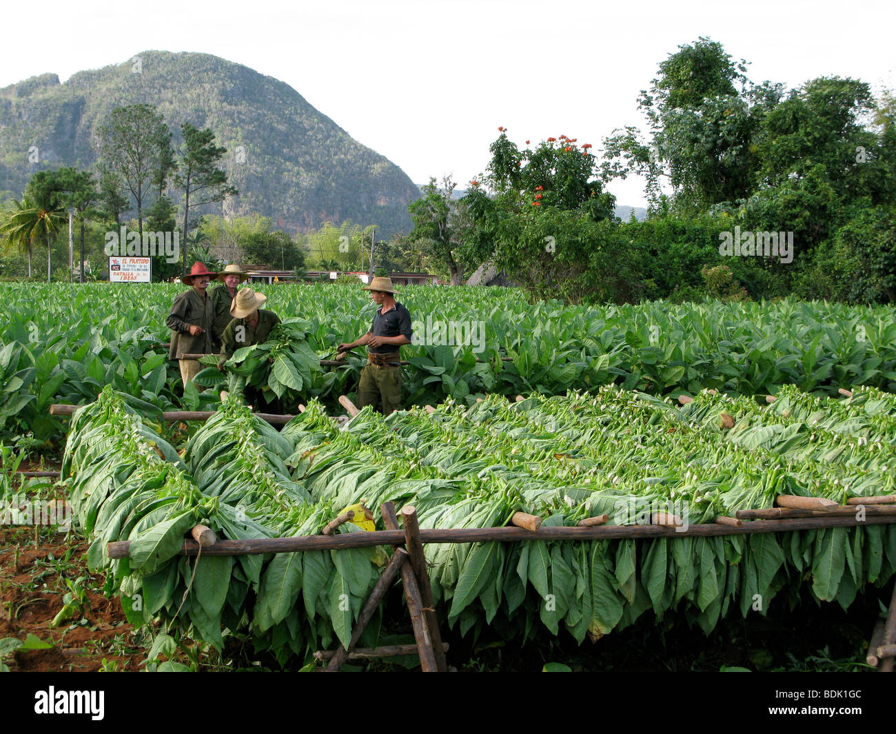 Harvesting tobacco leaves for cigar production at Pinar del Rio. Cuba. Stock Photo