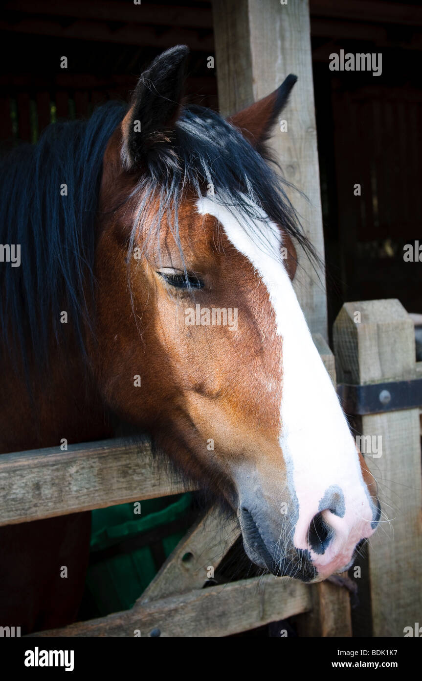 Horse in barn at Stonehurst Farm Stock Photo Alamy
