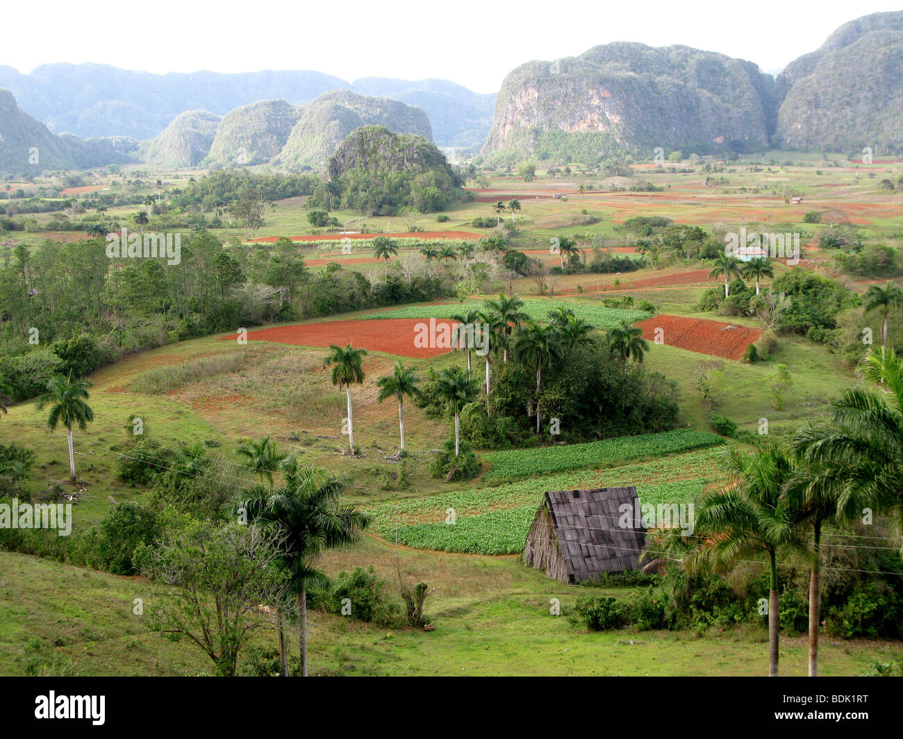 Tobacco fields for Pinar del Rio cigars among agricultural landscape. Cuba. Stock Photo