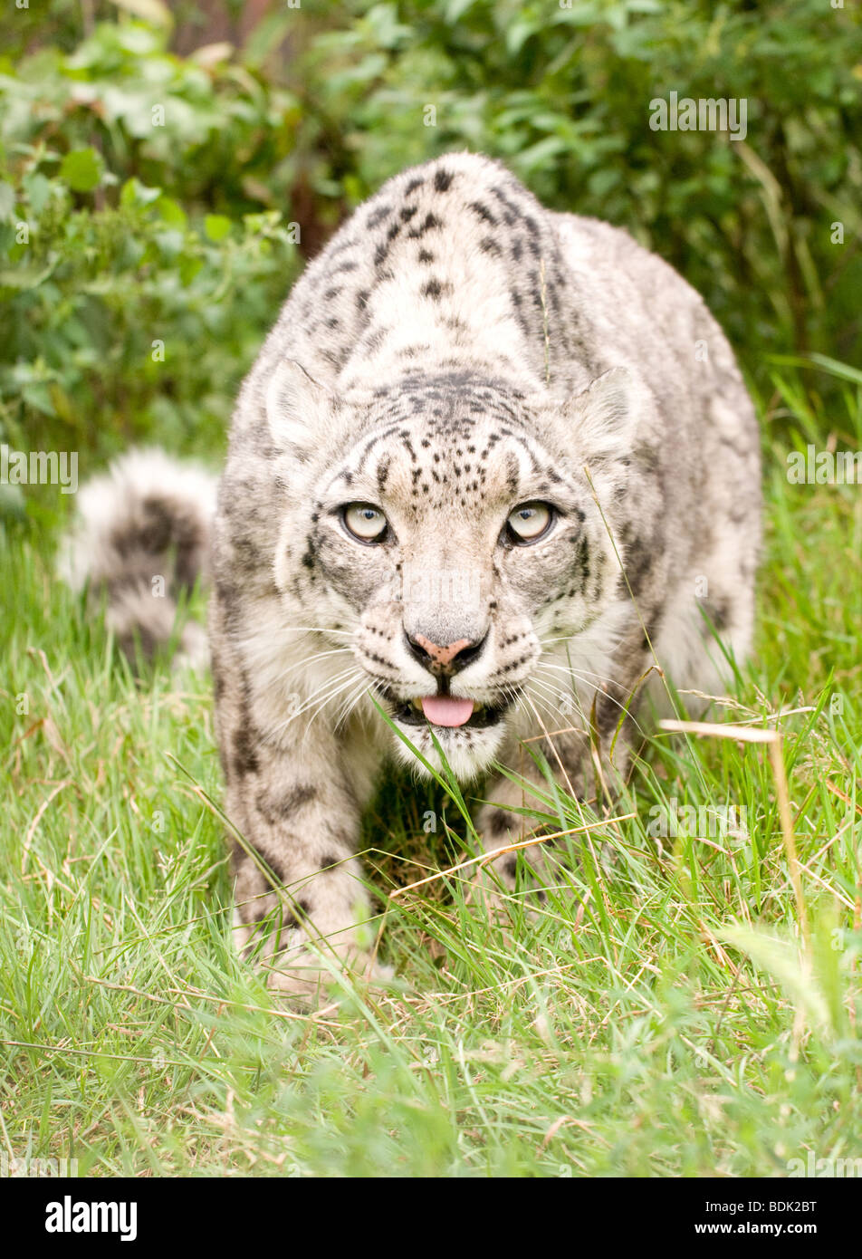 Snow Leopard in captivity at the Santago rare leopard breeding centre