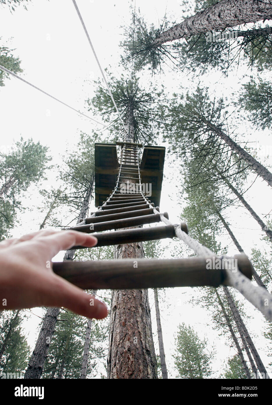 a hand reaches to grab a rope ladder to climb to the top of a tree
