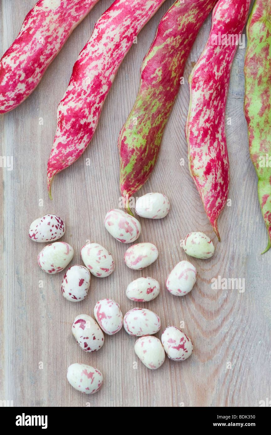 Phaseolus vulgaris, Borlotti beans and pods on a wooden table Stock Photo