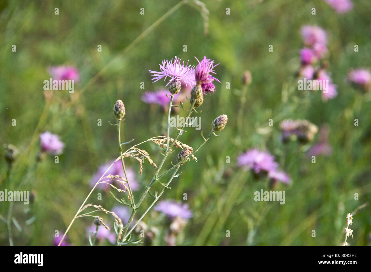Spotted knapweed. Montana. Invasive weed native to eastern Europe. Stock Photo
