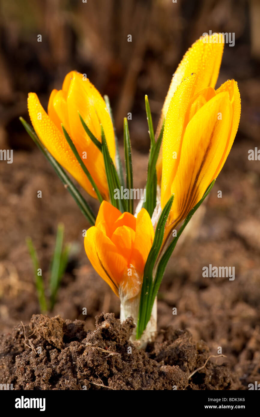 Yellow crocus in garden closeup photo Stock Photo Alamy