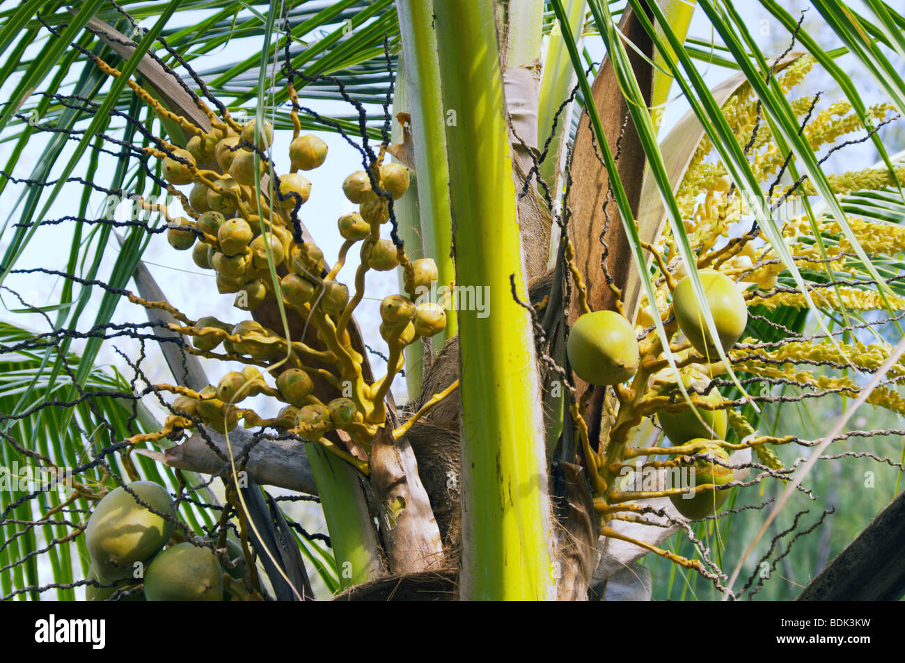 Embryonic coconuts on palm tree Kauai HI Stock Photo Alamy