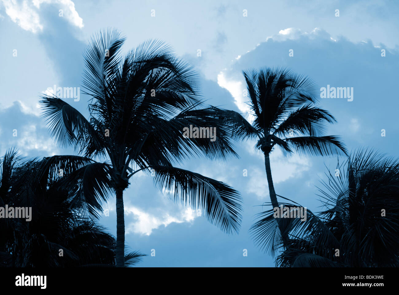 Palm tree silhouetted against dramatic sky. Stock Photo