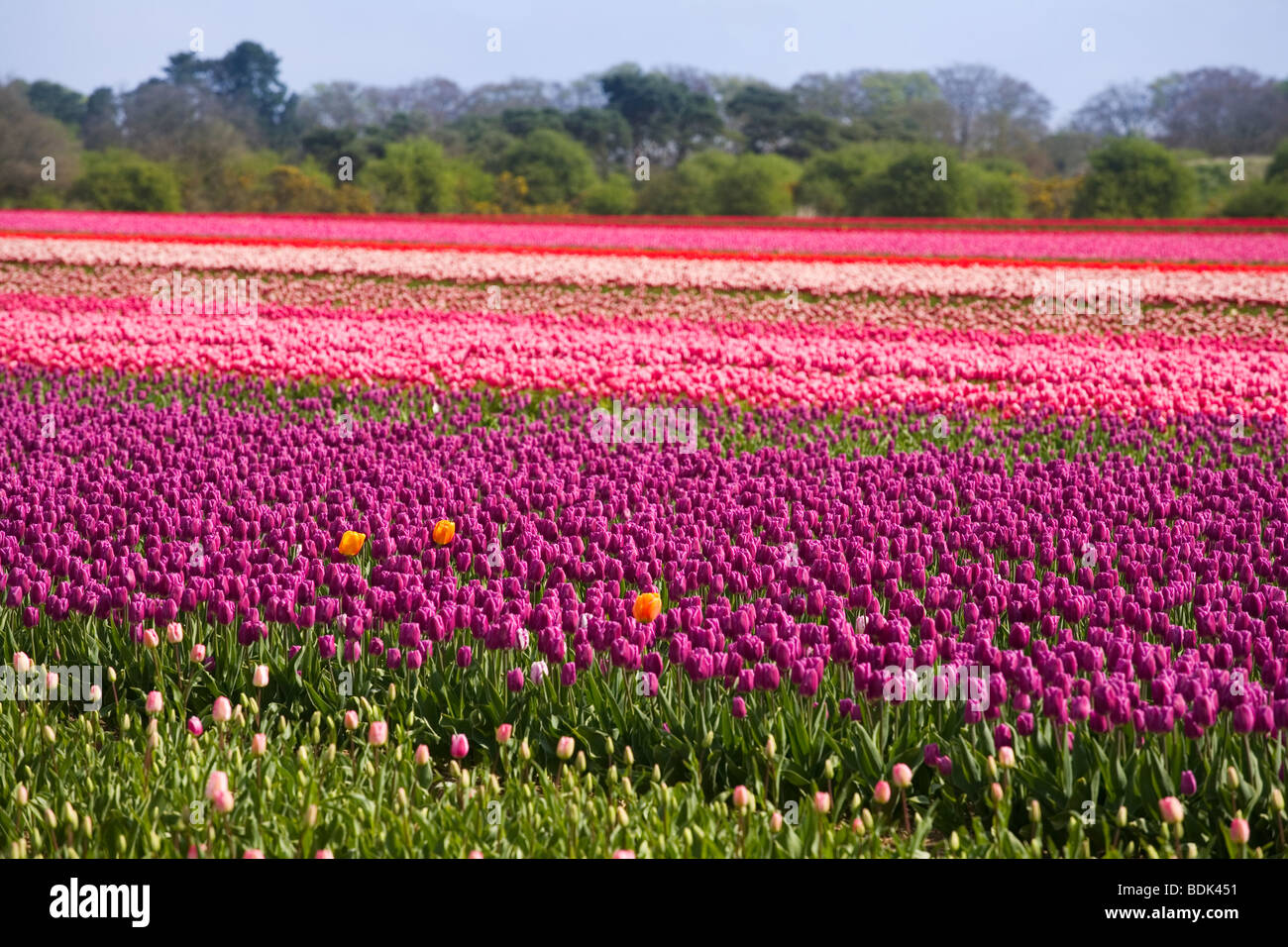 Tulip fields in a field near Spalding Stock Photo Alamy