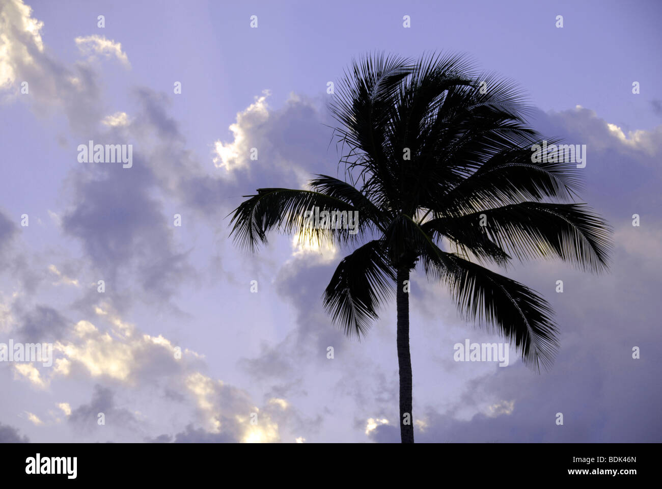 Palm tree silhouetted against dramatic sky Stock Photo - Alamy