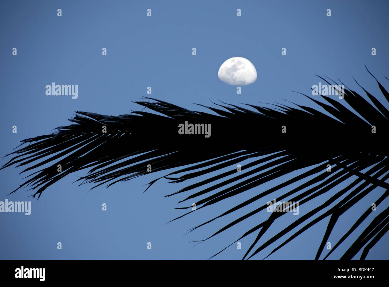 Palm frond and rising moon. Stock Photo