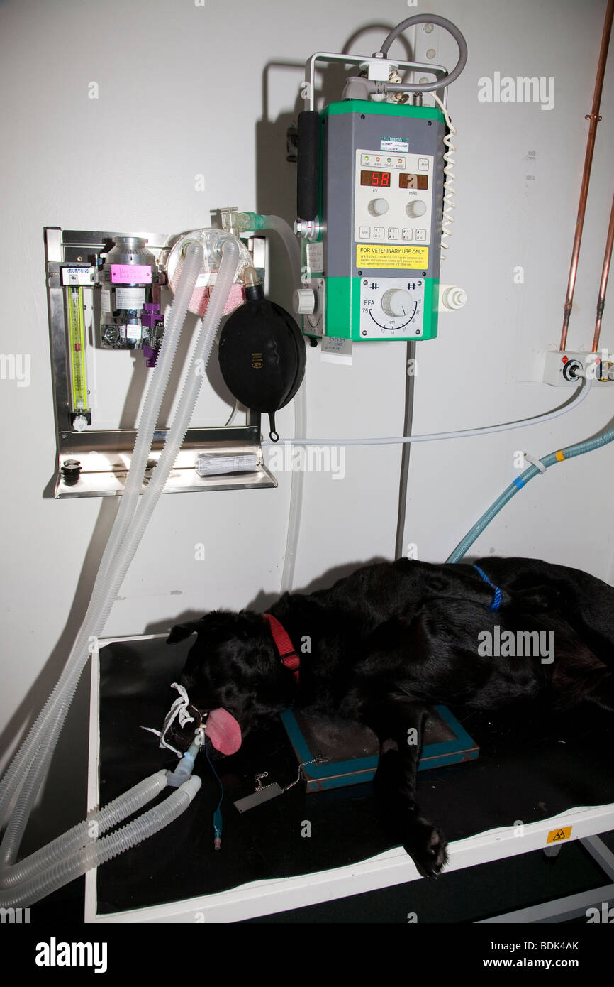 Black Labrador being X Rayed in a Veterinary Clinic Stock Photo