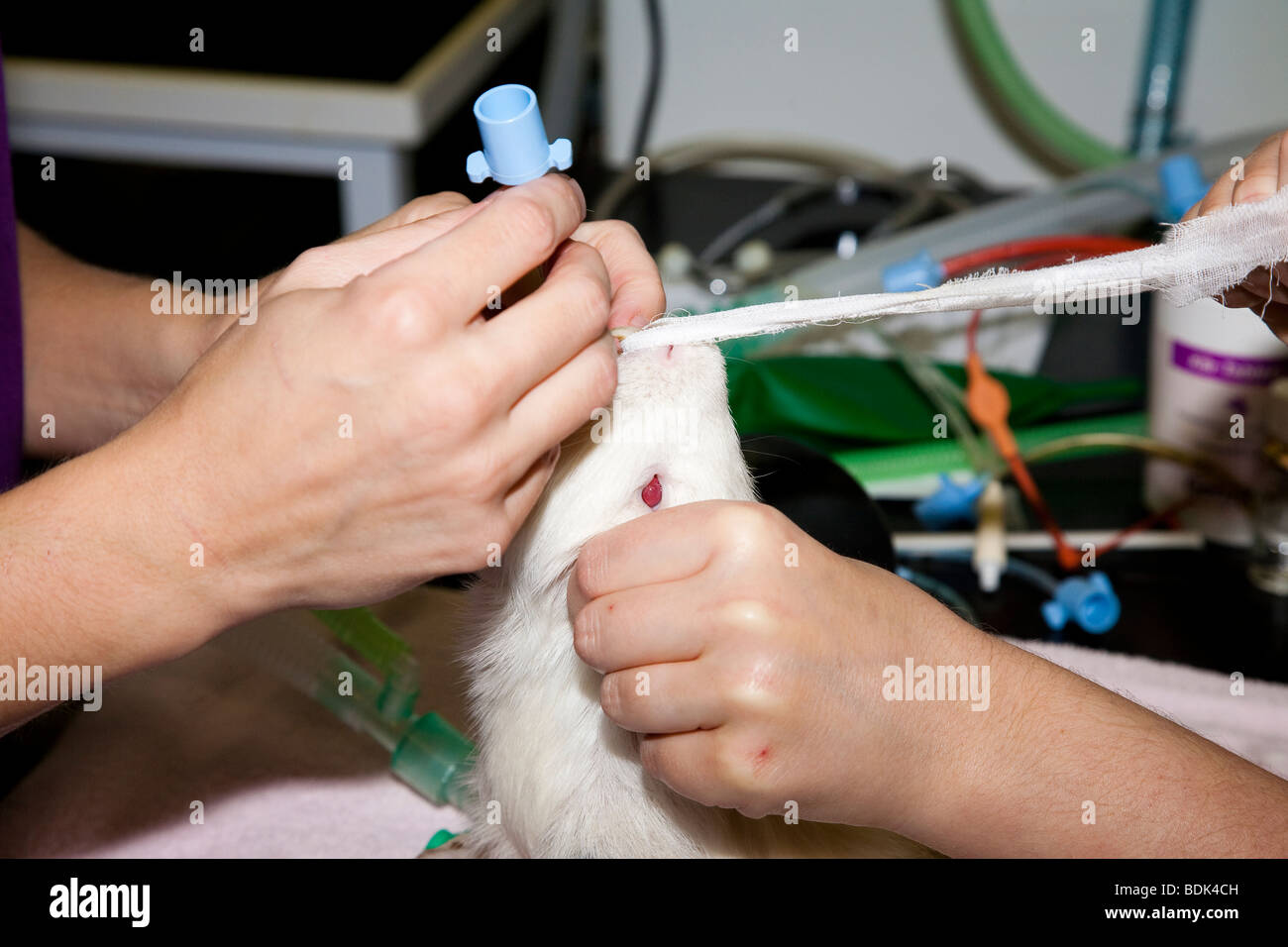 Endotracheal Intubation of a Guinea Pig Stock Photo