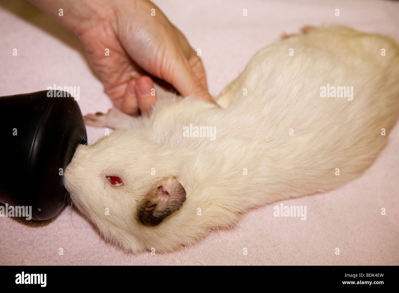 Guinea Pig Anaesthetic by Mask Induction Stock Photo