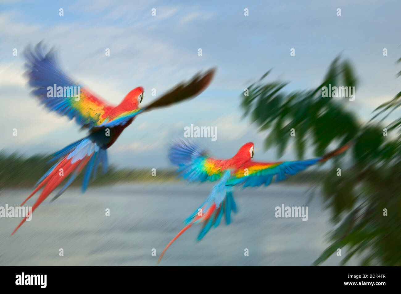 Scarlet Macaw Flying Over Tambopata River In The Amazon Jungle Peru Stock Photo Alamy Scarlet Macaw Flying Over Tambopata River In The Amazon Jungle Peru Stock Photo Alamy