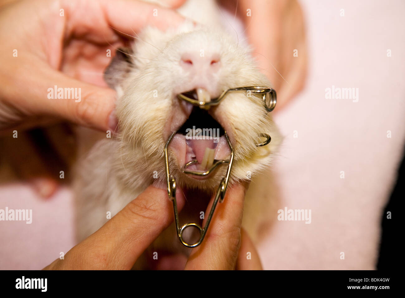 Guinea Pig Anaesthetic for Dental Procedure Stock Photo