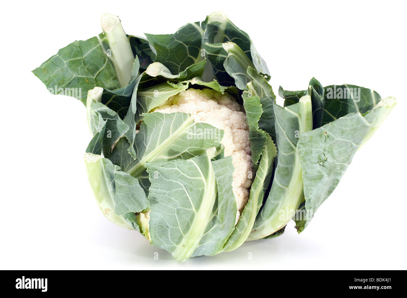 A single cauliflower 'Brassica oleracea' Stock Photo