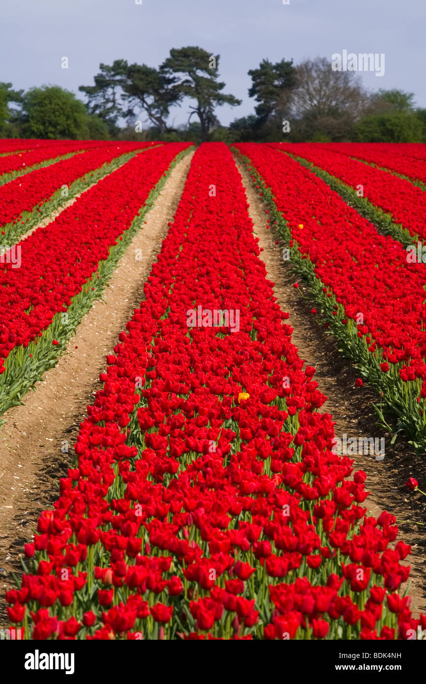 Tulip fields in a field near Spalding Stock Photo Alamy