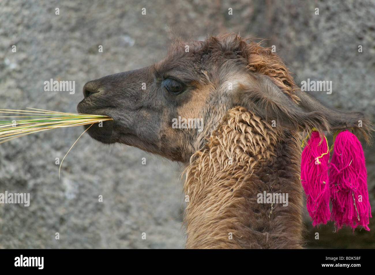 Peru cusco stone hi-res stock photography and images - Alamy