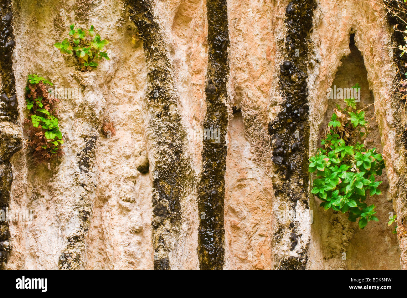 Hanging garden at the Weeping Wall, Zion National Park, Utah Stock