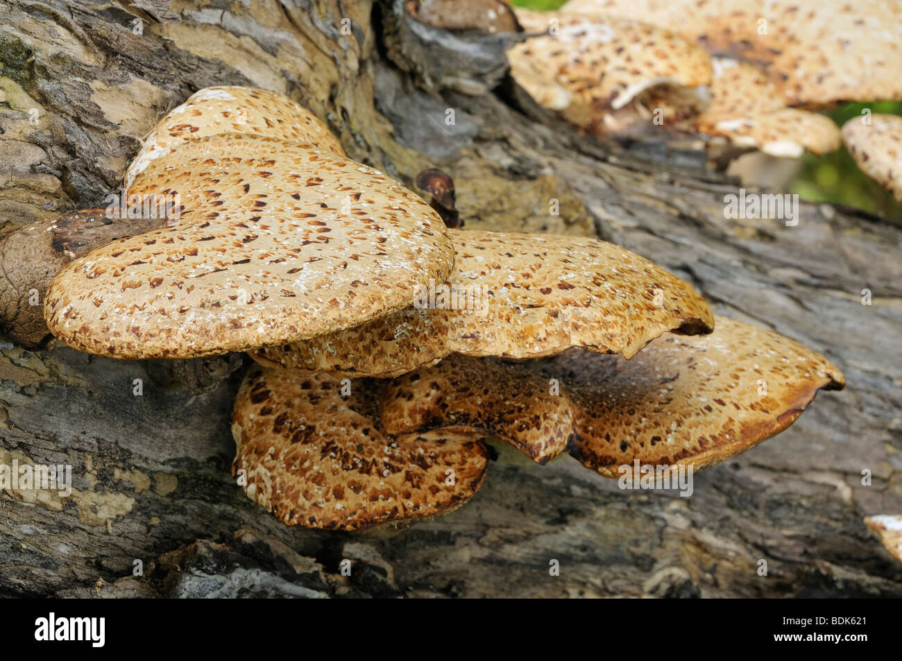 Dryad's Saddle Bracket fungi - Polyporus squamosus, on trunk of dead tree Stock Photo