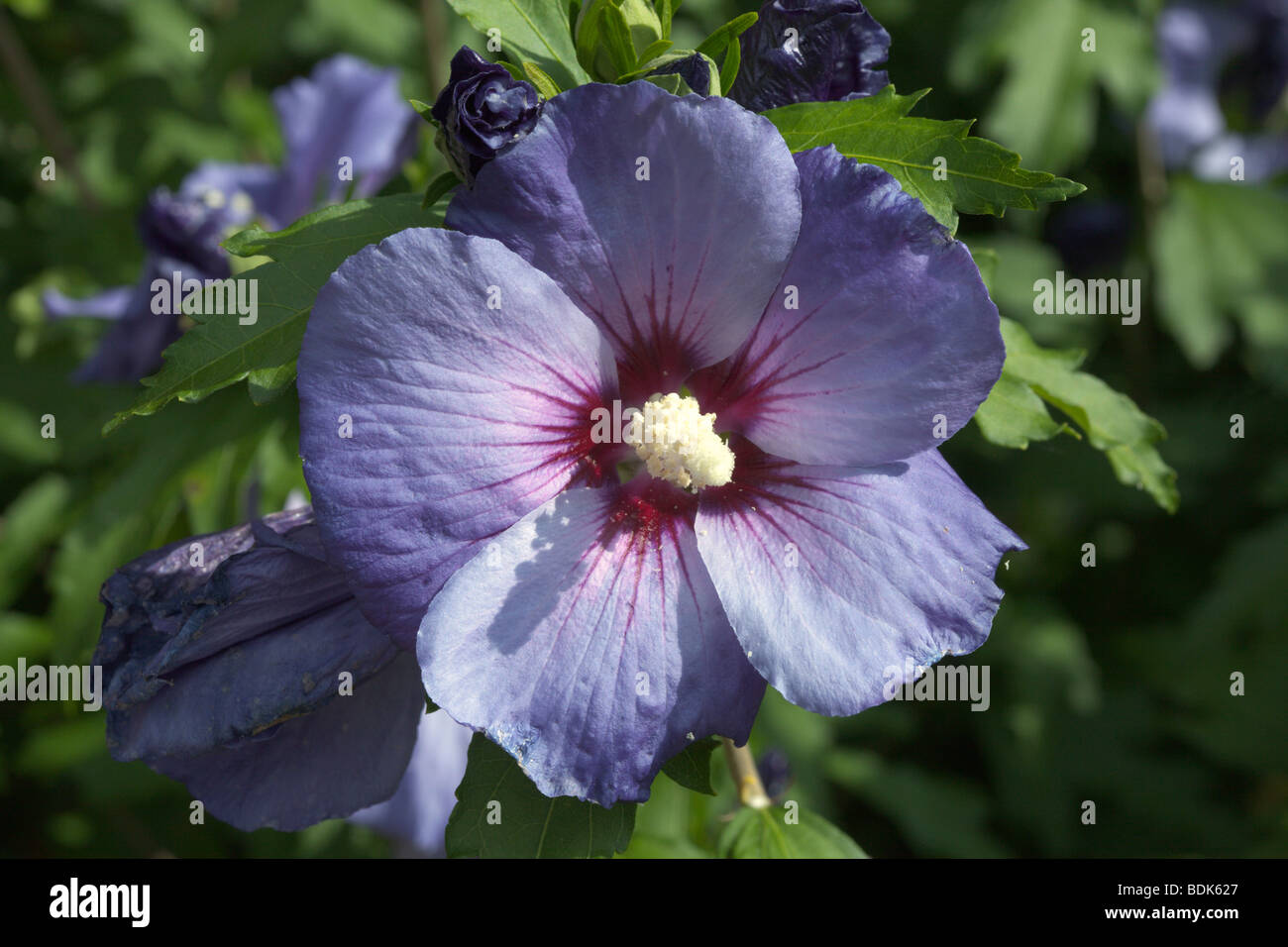 Hardy Hibiscus syriacus 'Oiseau bleu' Stock Photo