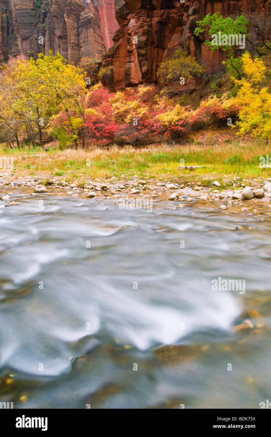 Fall color along the Virgin River in Zion Canyon, Zion National Park, Utah Stock Photo Alamy