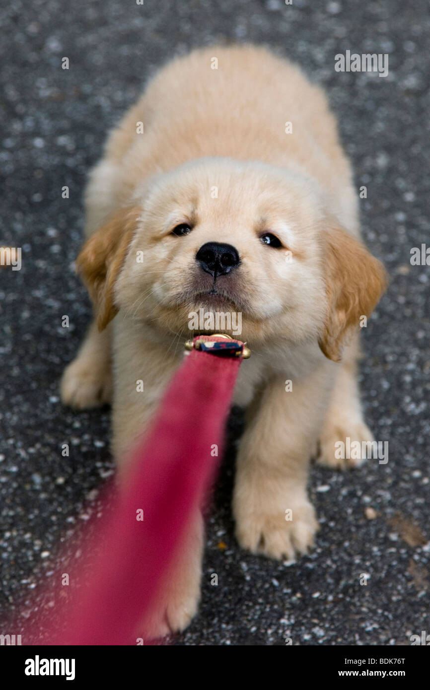 Seven week old Golden Retriever puppy does not like his new leash. Stock Photo