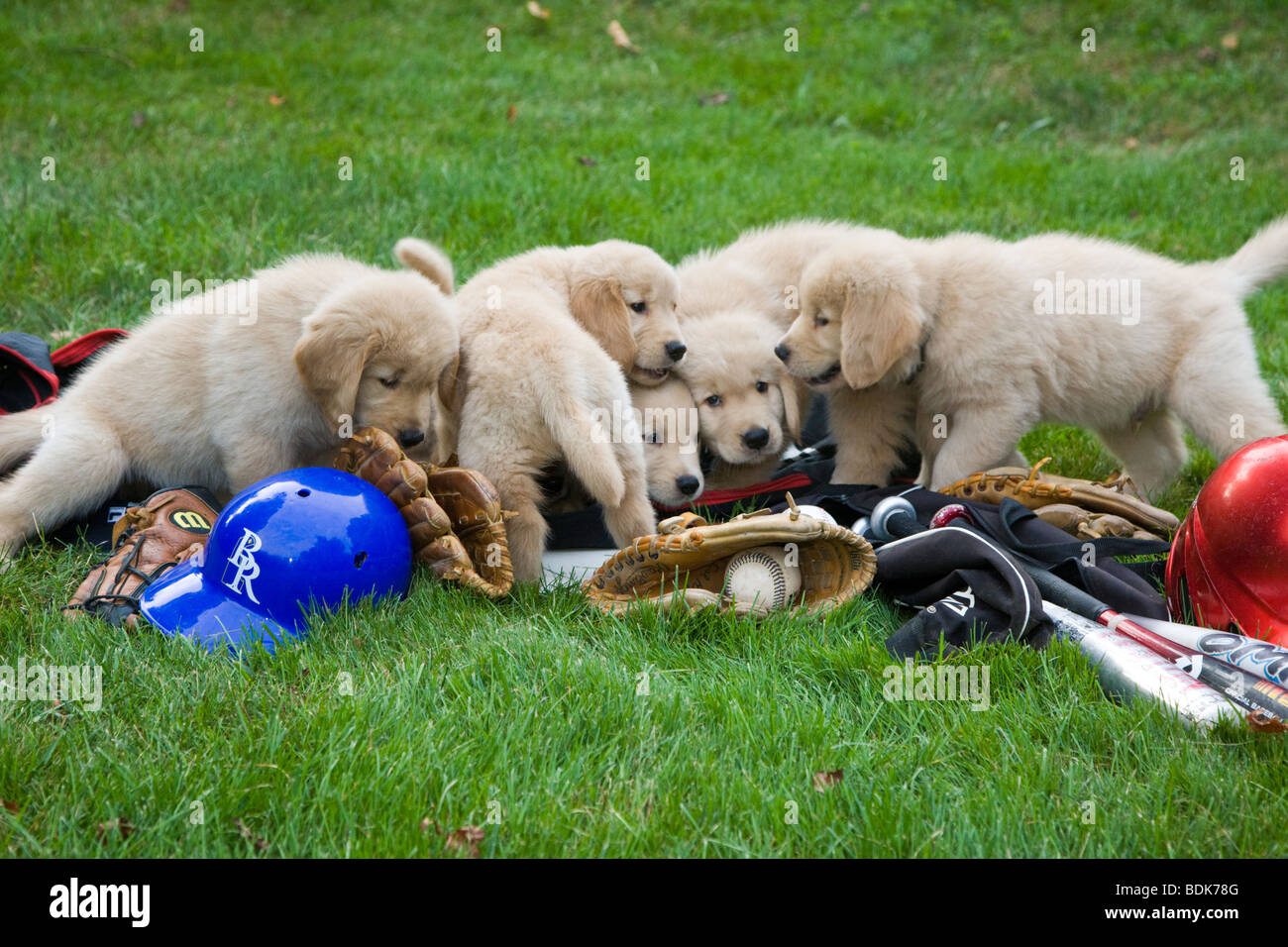 Seven week old Golden Retriever puppies with baseball bats, hats