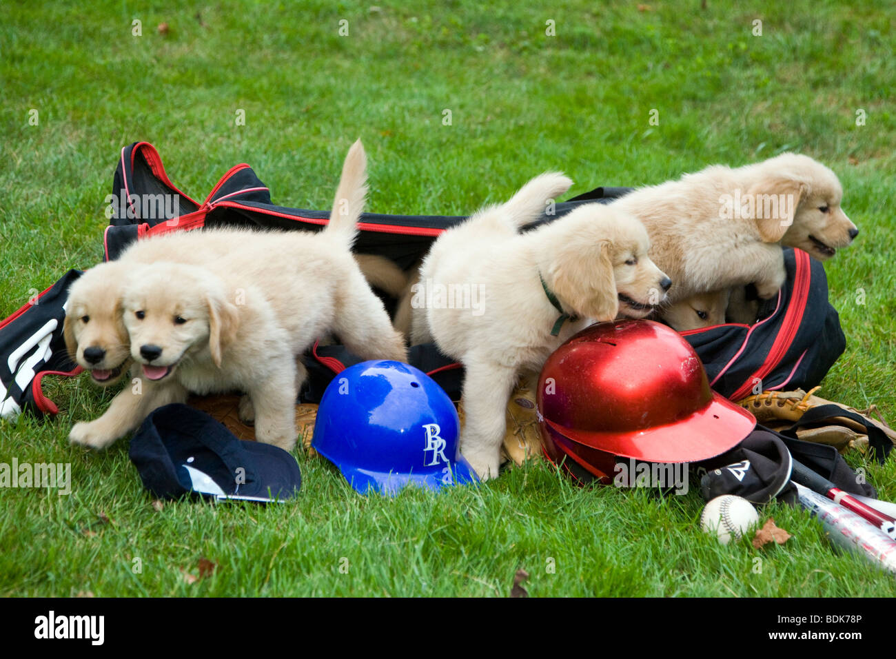 Seven week old Golden Retriever puppies with baseball bats, hats