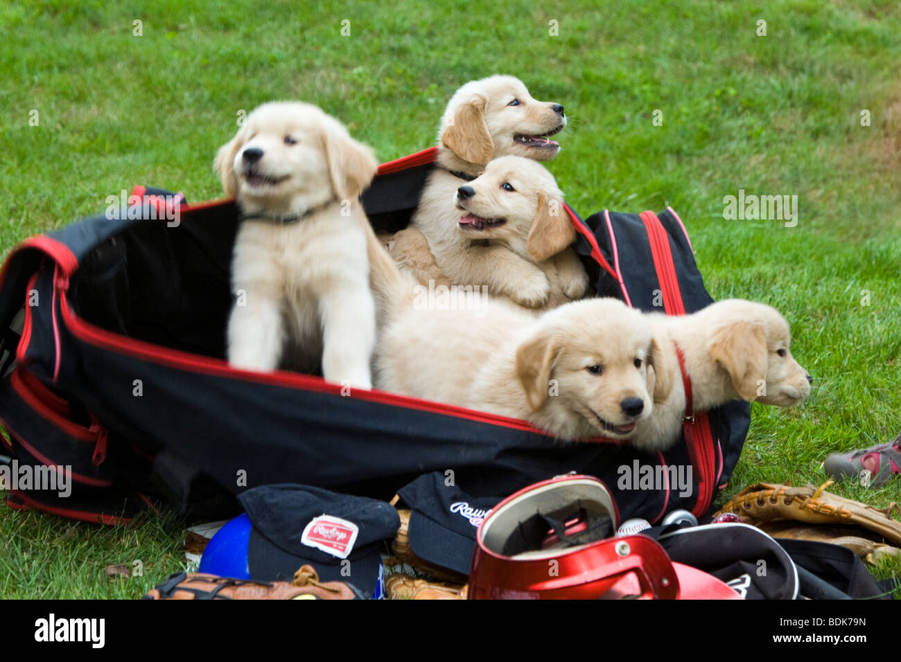 Seven week old Golden Retriever puppies with baseball bats, hats