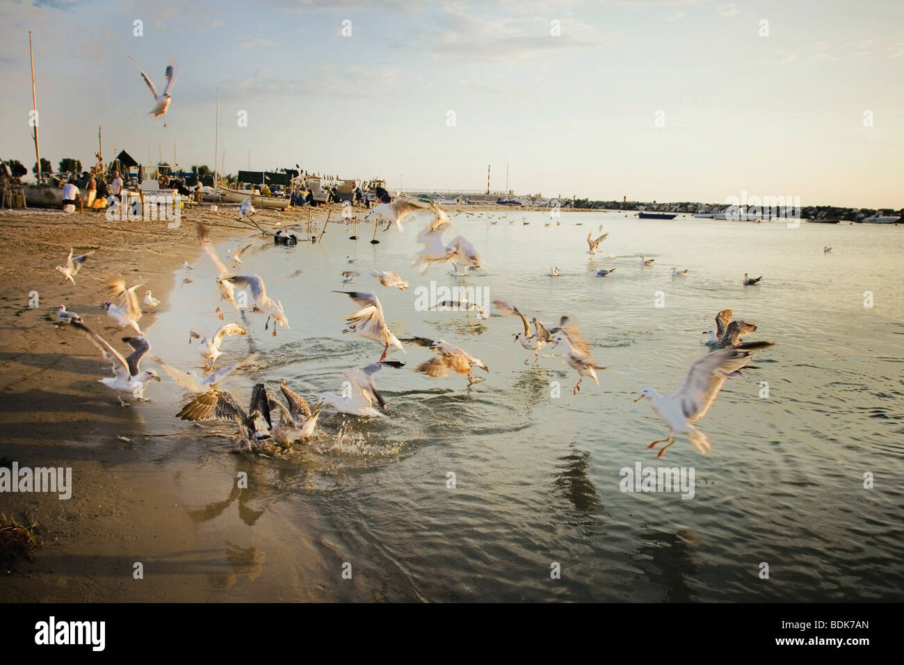a bevy on the beach and sea in early morning Stock Photo