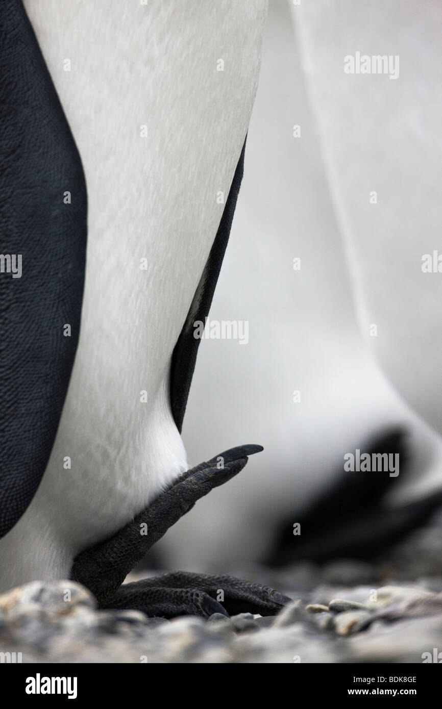 Penguin feet hires stock photography and images Alamy