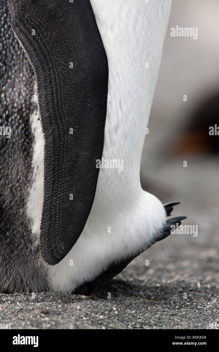 Close-up of King penguin keeping feet warm by raising them up off of the cold sand in South Georgia Antarctic regions Stock Photo