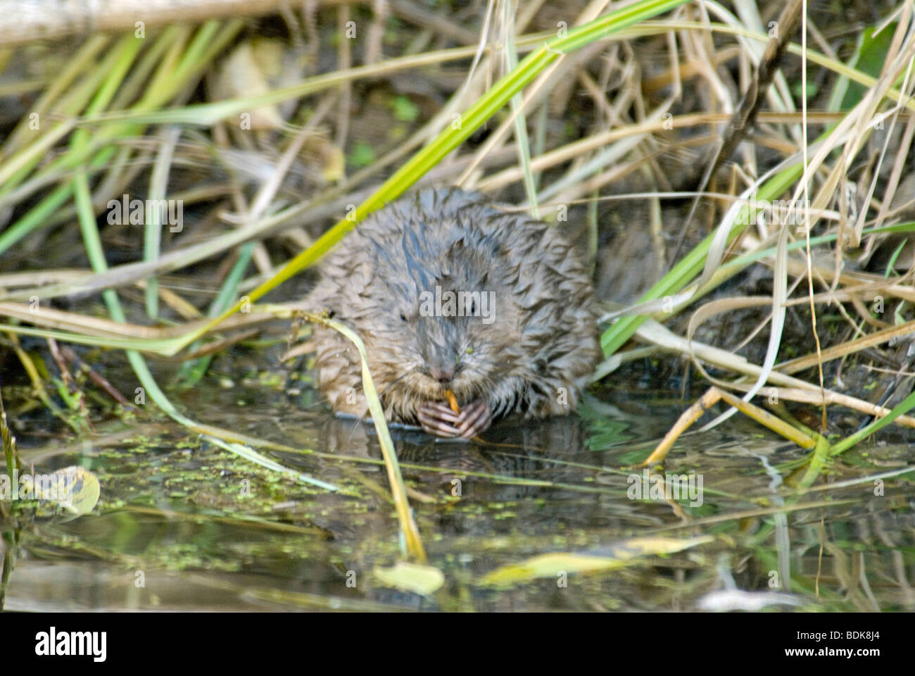 Undatra Ondatra zibethica hi-res stock photography and images - Alamy
