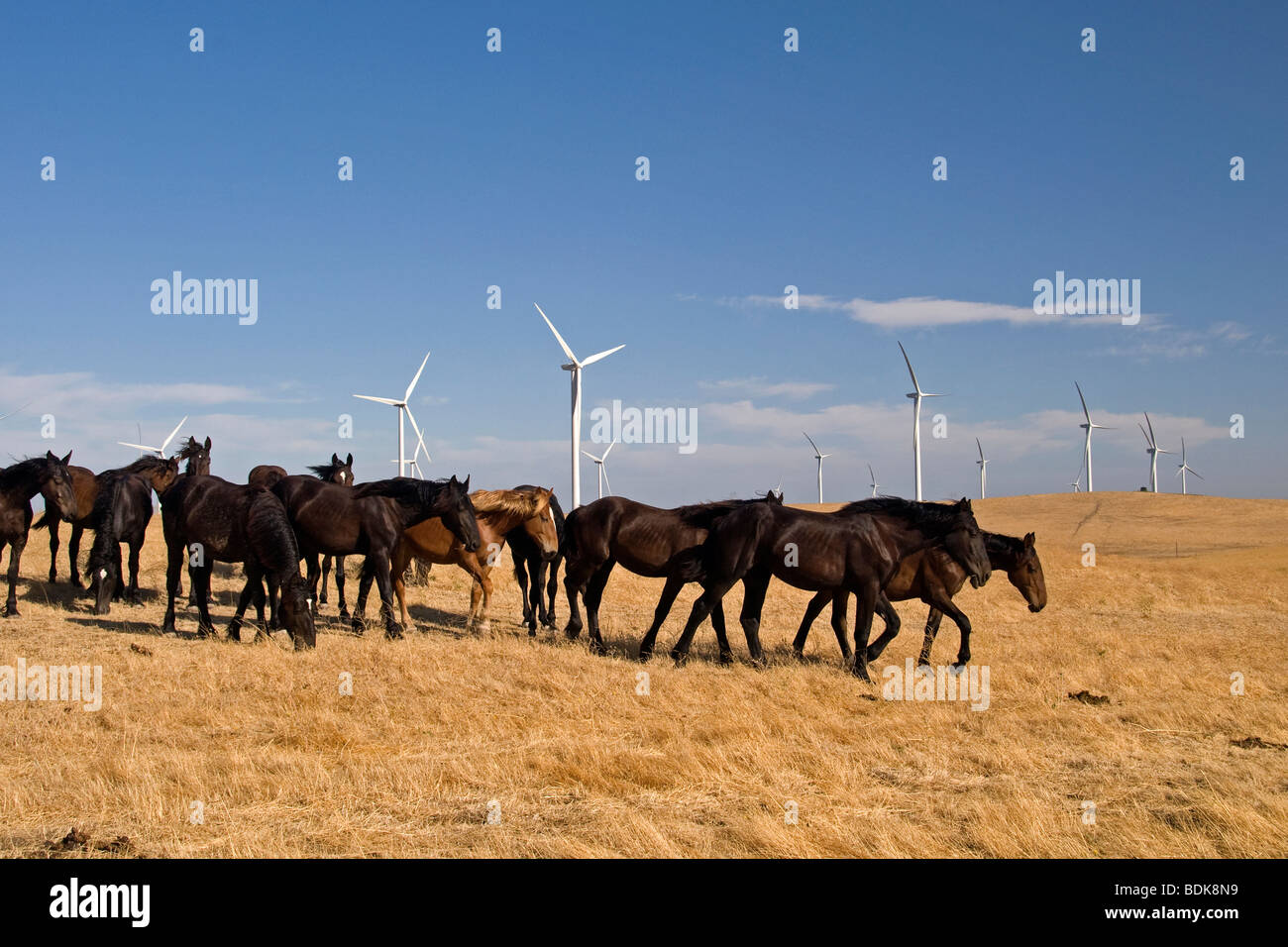 Horses grazing near Shiloh Wind Project, California. Stock Photo