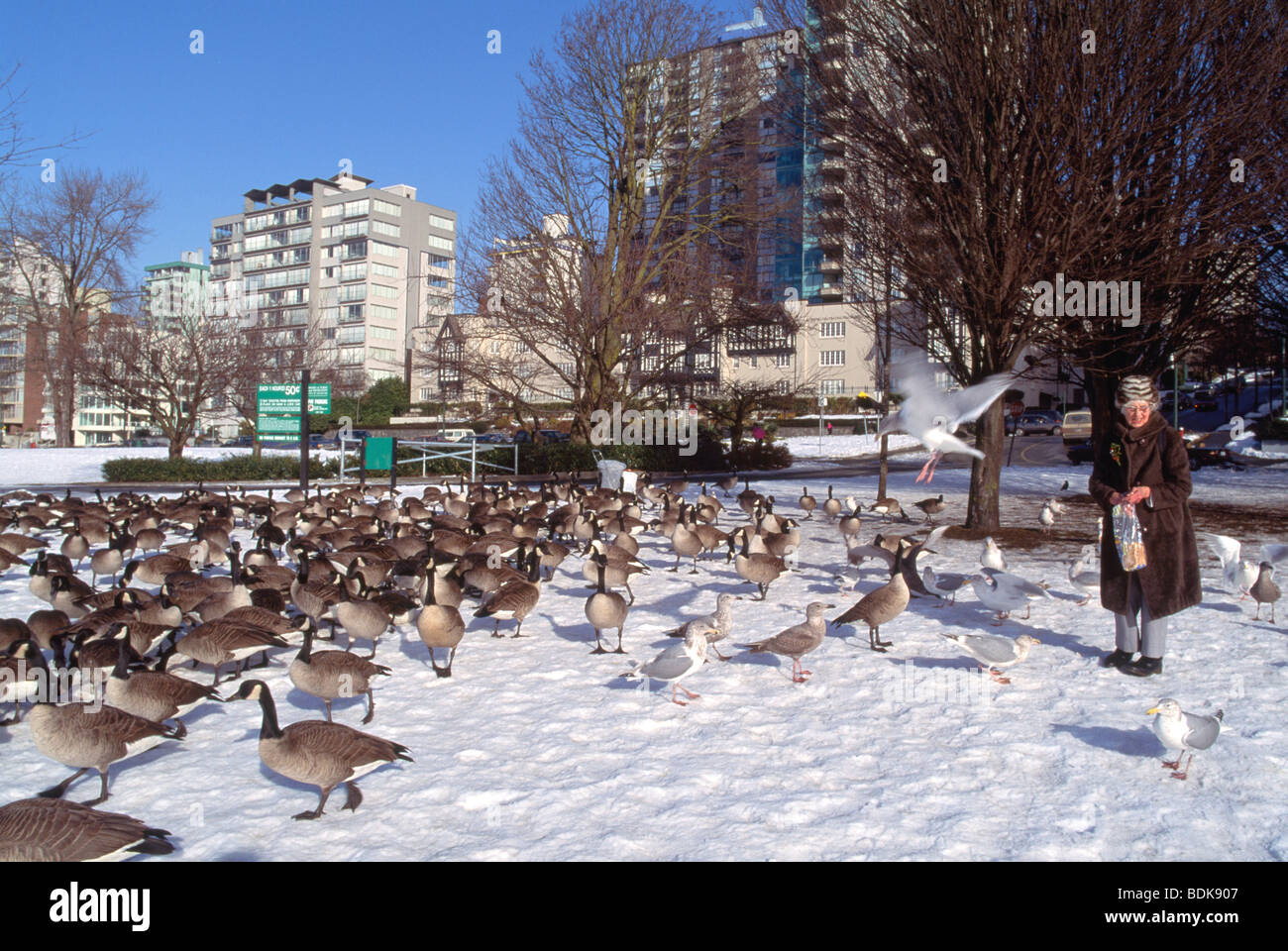Geese western canada hi res stock photography and images Page 3